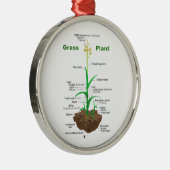 Grass Graminoïden Plant Diagram Metalen Ornament (Rechts)
