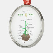Grass Graminoïden Plant Diagram Metalen Ornament (Links)