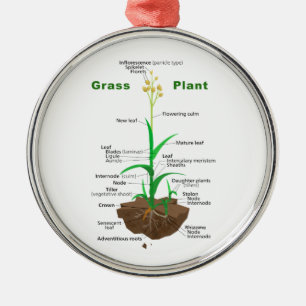 Grass Graminoïden Plant Diagram Metalen Ornament