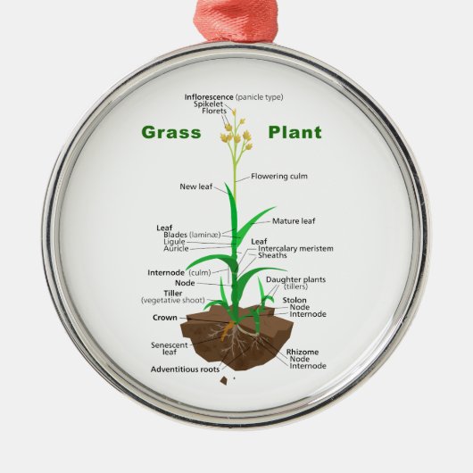 Grass Graminoïden Plant Diagram Metalen Ornament (Voorkant)