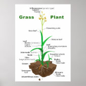 Grass Graminoïden Plant Diagram Poster (Voorkant)
