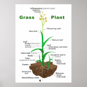 Grass Graminoïden Plant Diagram Poster
