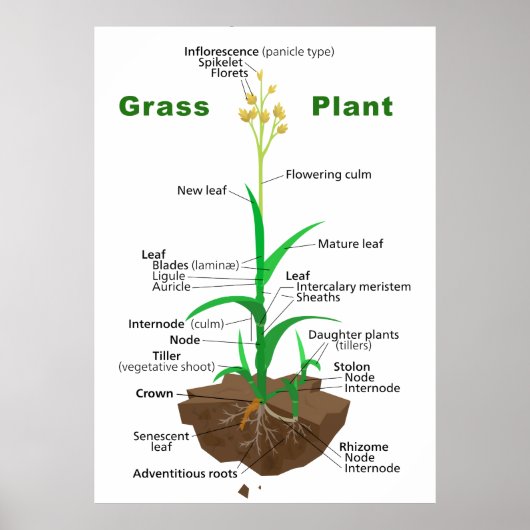 Grass Graminoïden Plant Diagram Poster (Voorkant)