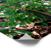 Grass Hut Poster (Hoek)