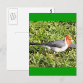 Grass met Braziliaanse kardinaal Briefkaart (Voorkant / Achterkant)