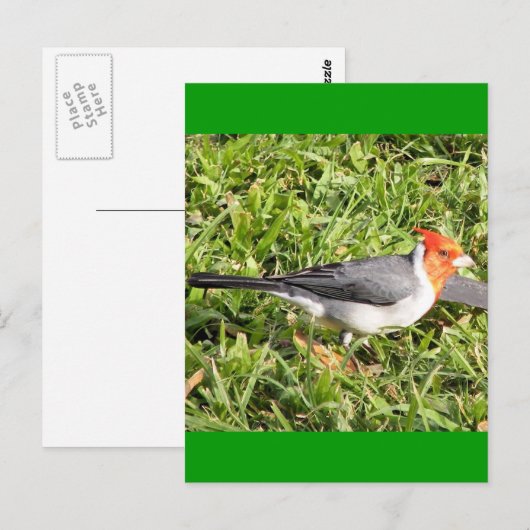 Grass met Braziliaanse kardinaal Briefkaart (Voorkant / Achterkant)