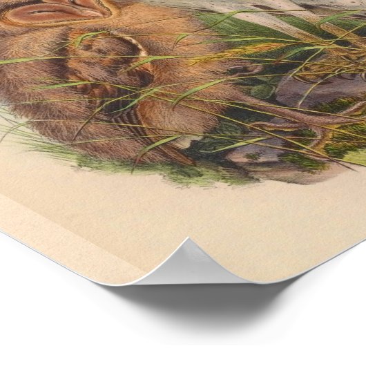 Grass Owl Brown  Bird Art Print (Hoek)