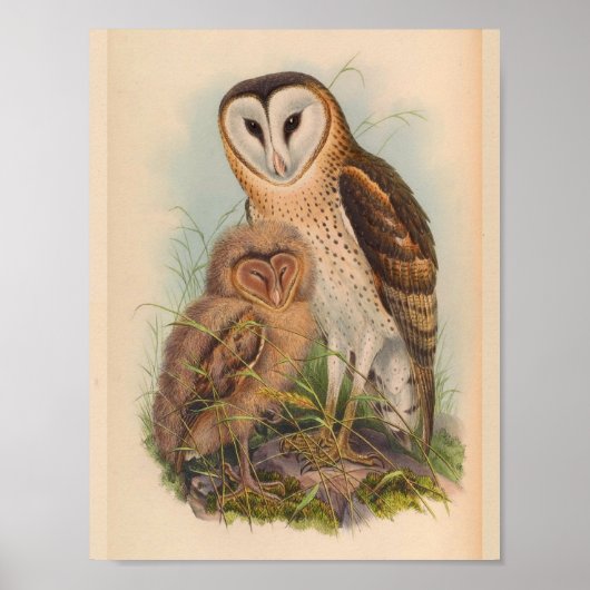 Grass Owl Brown  Bird Art Print (Voorkant)