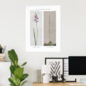 Grass Pink; Calopogon - Limodorum tuberosum en Poster (Thuiskantoor)