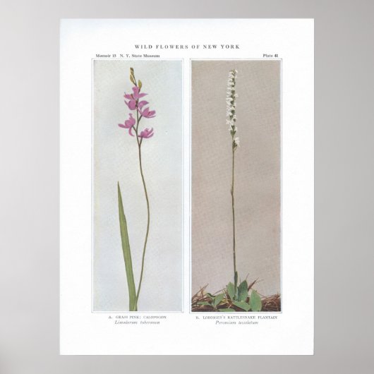 Grass Pink; Calopogon - Limodorum tuberosum en Poster (Voorkant)
