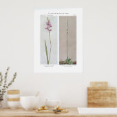 Grass Pink; Calopogon - Limodorum tuberosum en Poster (Keuken)