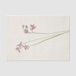 Grass-Pink Orchard van Mary Vaux Walcott Tissuepapier