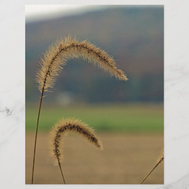 Grass Seed Stalks (Voorkant)