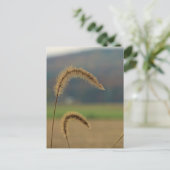 Grass Seed Stalks Briefkaart (Staand voorkant)