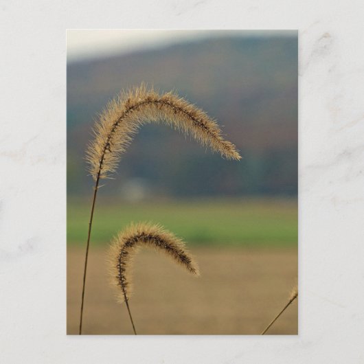 Grass Seed Stalks Briefkaart (Voorkant)
