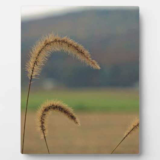 Grass Seed Stalks Fotoplaat (Voorkant)
