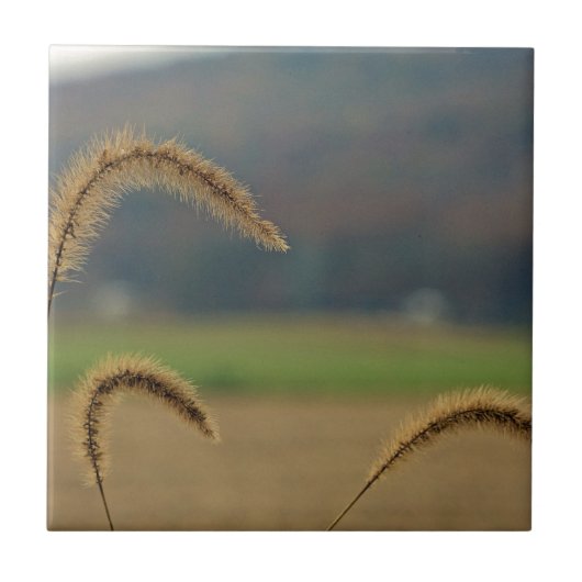 Grass Seed Stalks Tegeltje (Voorkant)
