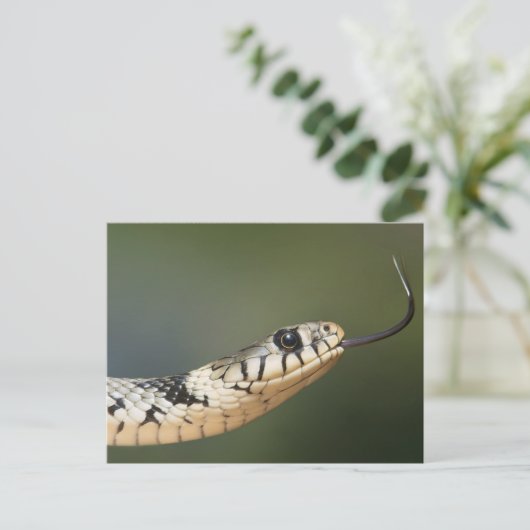 Grass Snake Briefkaart (Staand voorkant)