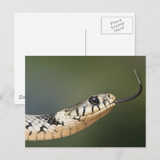 Grass Snake Briefkaart (Voorkant / Achterkant)