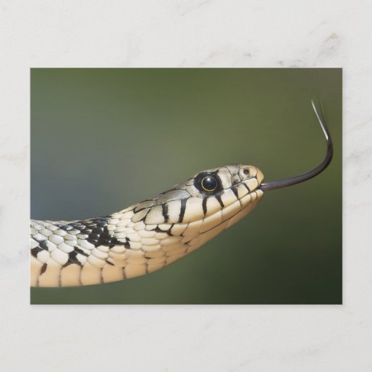 Grass Snake Briefkaart (Voorkant)