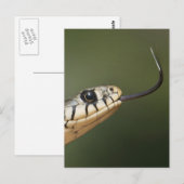 Grass Snake Briefkaart (Voorkant / Achterkant)