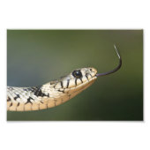 Grass Snake Foto Afdruk (Voorkant)