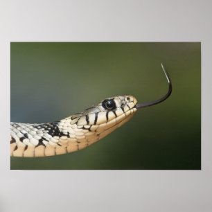 Grass Snake Poster