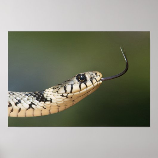 Grass Snake Poster (Voorkant)