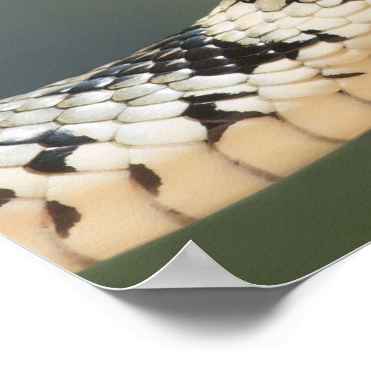 Grass Snake Poster (Hoek)