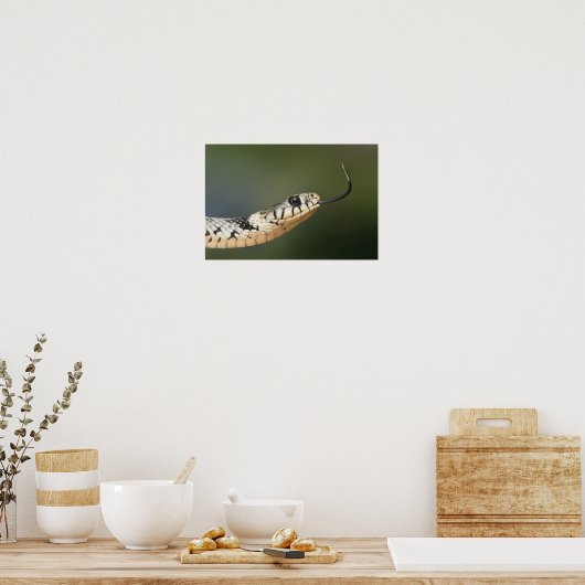 Grass Snake Poster (Keuken)