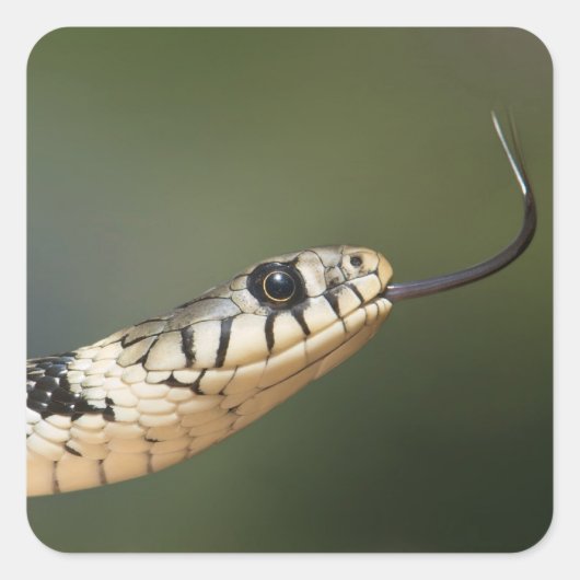 Grass Snake Vierkante Sticker (Voorkant)