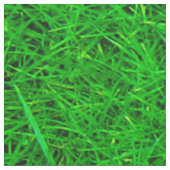 Grass Texture Stof (Close Up)