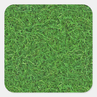 grasschildpad vierkante sticker
