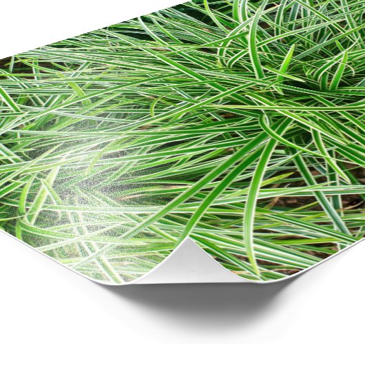 Grassen Foto Afdruk (Hoek)