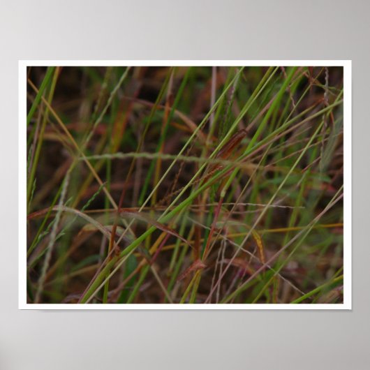 Grassen Poster (Voorkant)
