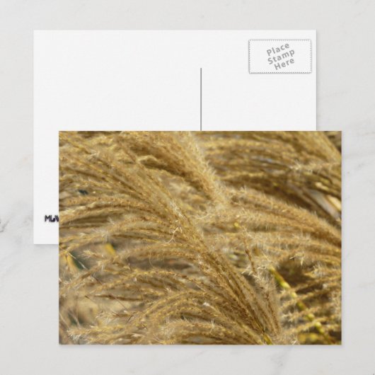 Grassen voor sierdoeleinden in Herfst Briefkaart (Voorkant / Achterkant)