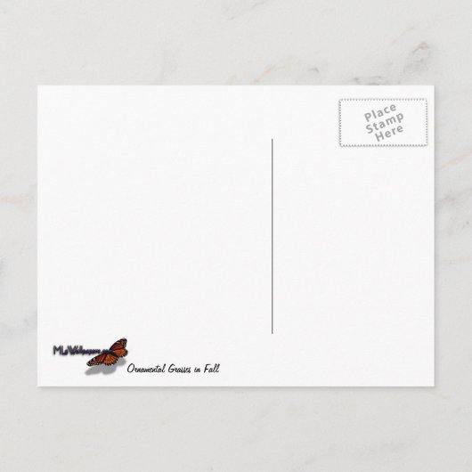 Grassen voor sierdoeleinden in Herfst Briefkaart (Achterkant)
