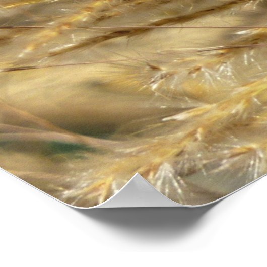 Grassen voor sierdoeleinden in Herfst Poster (Hoek)