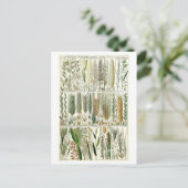  Grasses Botanische Grafiek Briefkaart (Staand voorkant)