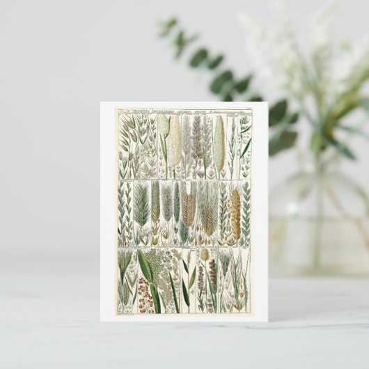  Grasses Botanische Grafiek Briefkaart (Staand voorkant)