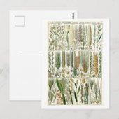  Grasses Botanische Grafiek Briefkaart (Voorkant / Achterkant)