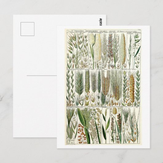  Grasses Botanische Grafiek Briefkaart (Voorkant / Achterkant)
