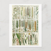  Grasses Botanische Grafiek Briefkaart (Voorkant)