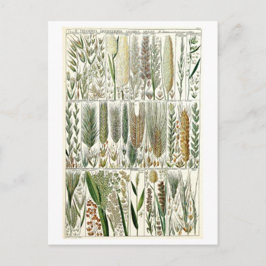  Grasses Botanische Grafiek Briefkaart (Voorkant)