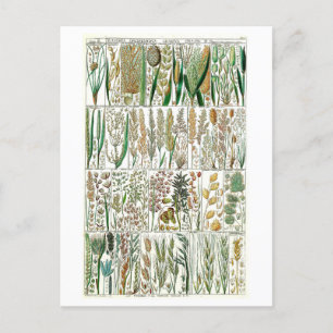  Grasses Botanische Grafiek Briefkaart