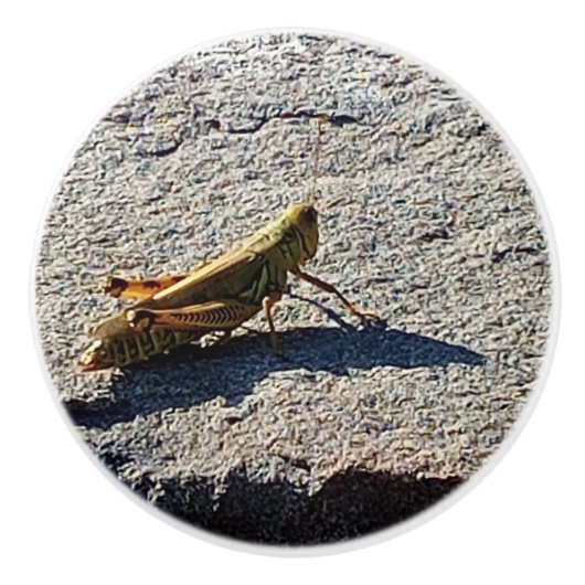 Grasshopper along a grey rock keramische knop (Voorkant)