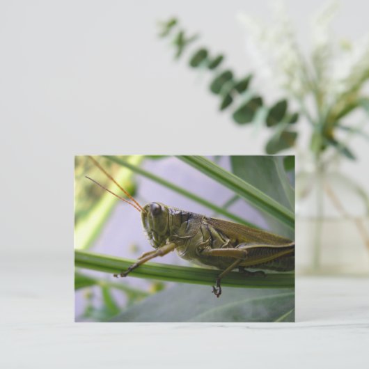 Grasshopper Briefkaart (Staand voorkant)