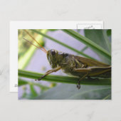 Grasshopper Briefkaart (Voorkant / Achterkant)