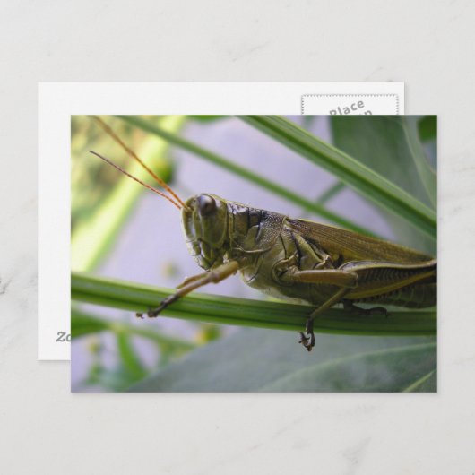 Grasshopper Briefkaart (Voorkant / Achterkant)