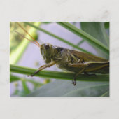 Grasshopper Briefkaart (Voorkant)